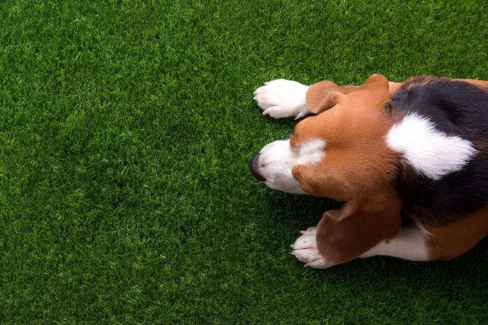Pet-Friendly Turf Options in Doctor Phillips