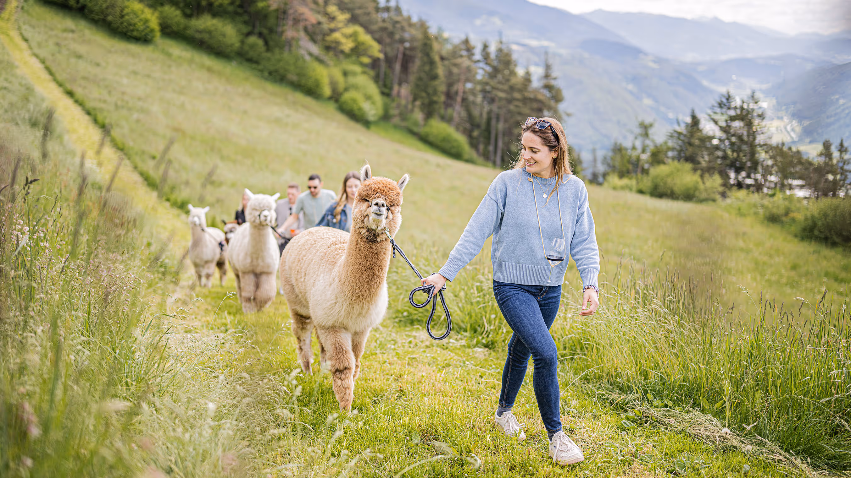 Alps Alpaca Wanderungen