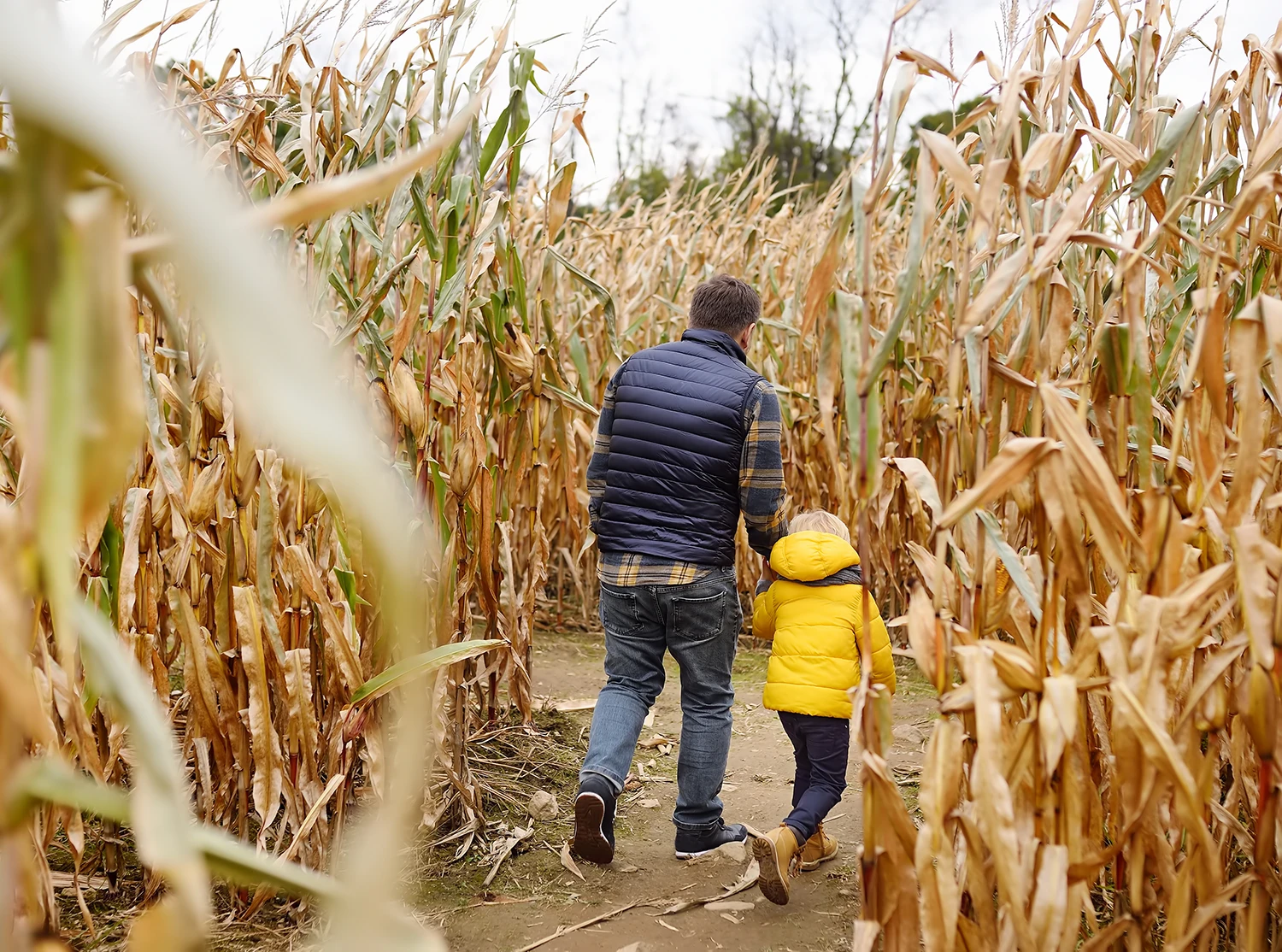 Edmonton Corn Maze
