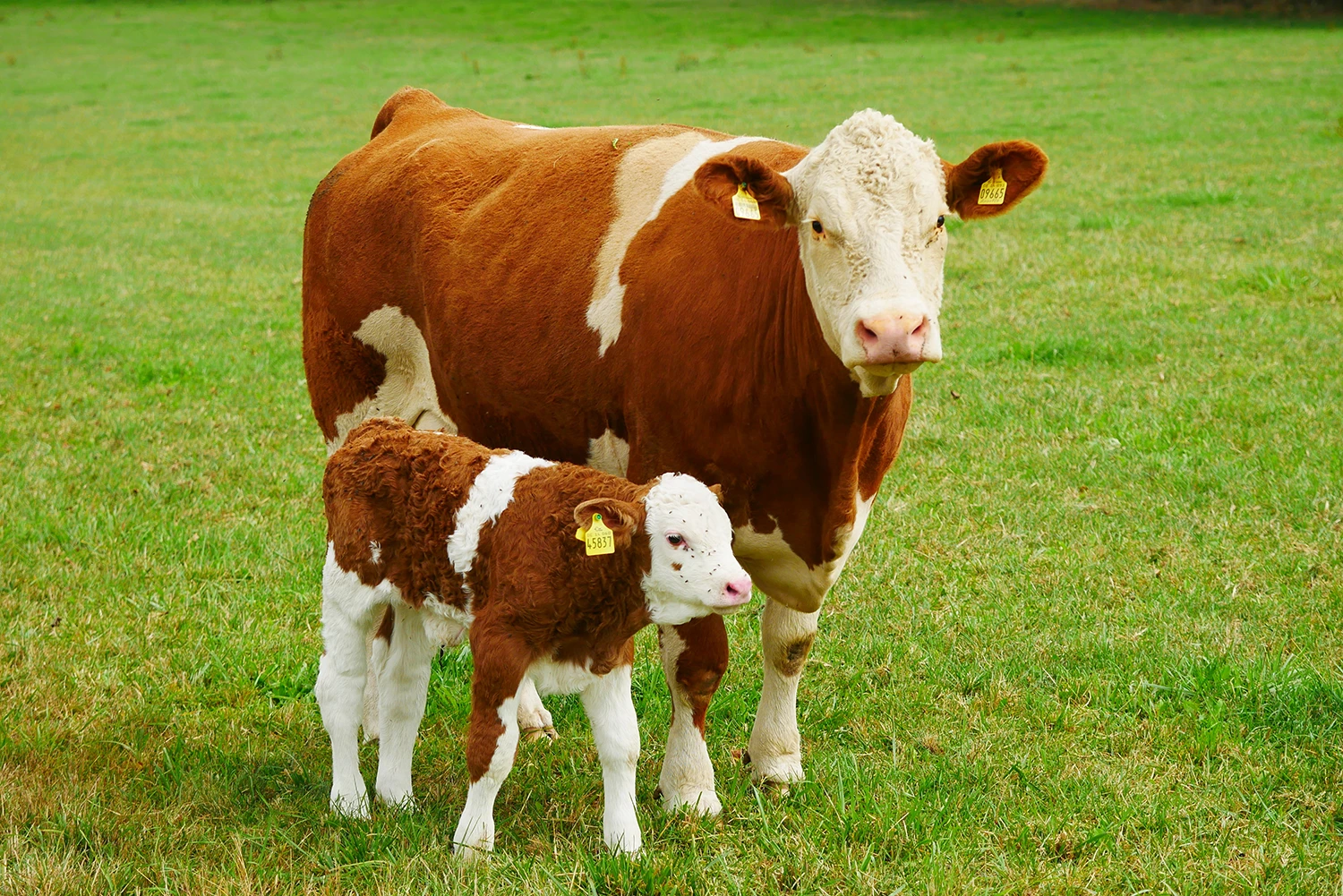 Sassy G’s Adventure Farm