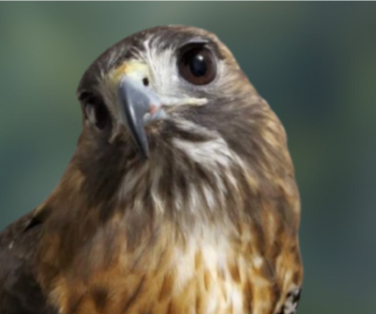 Meet Keith the Red-Tailed Hawk!