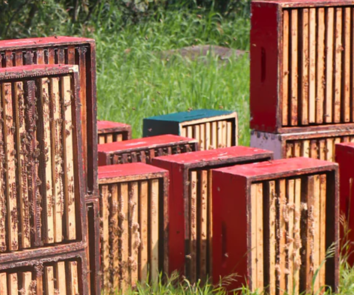 Beekeeping Principles Workshop