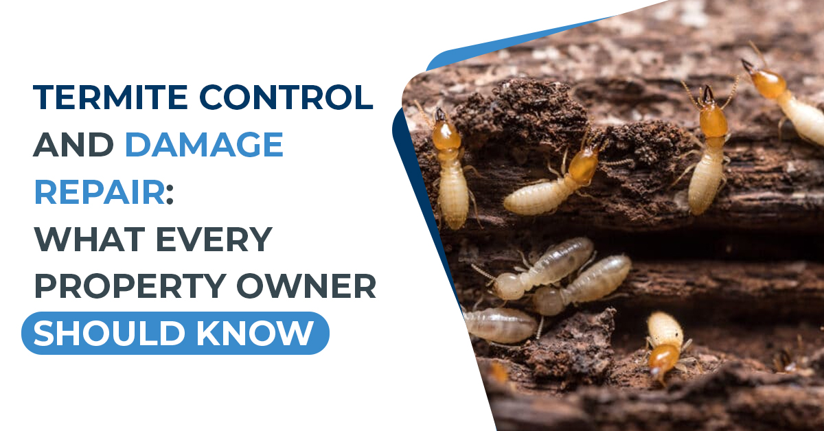 Termite Control and Damage Repair: What Every Property Owner Should Know