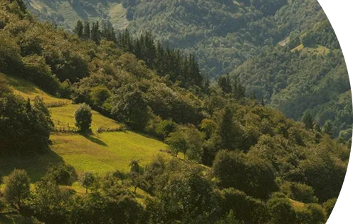 Lush hillside with scattered trees and forested mountains