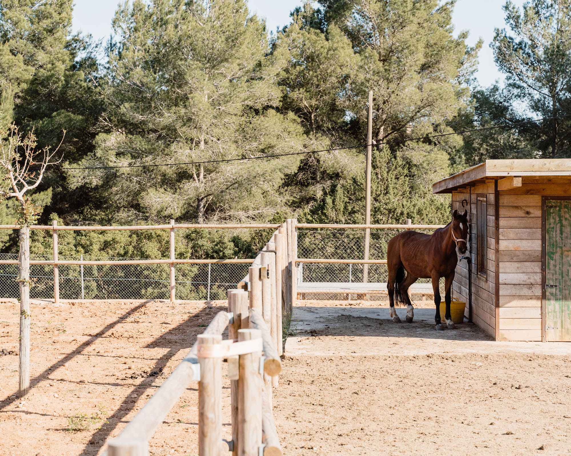 Brown horse standing next to a wooden stable in a fenced outdoor paddock with trees in the background.
