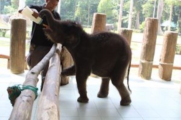 A baby elephant at the conservation center