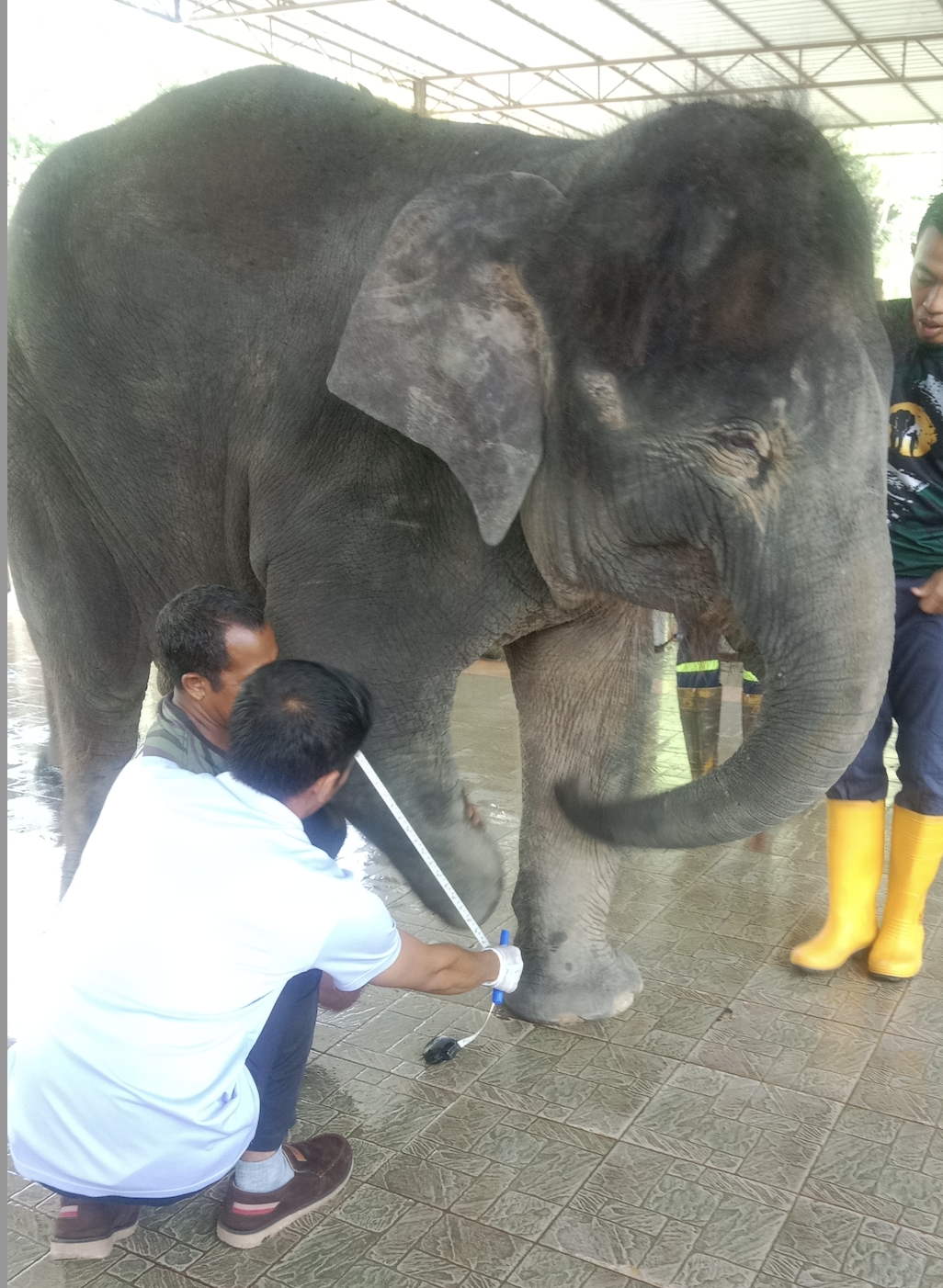 Ellie getting her measurements for her prosthetic leg