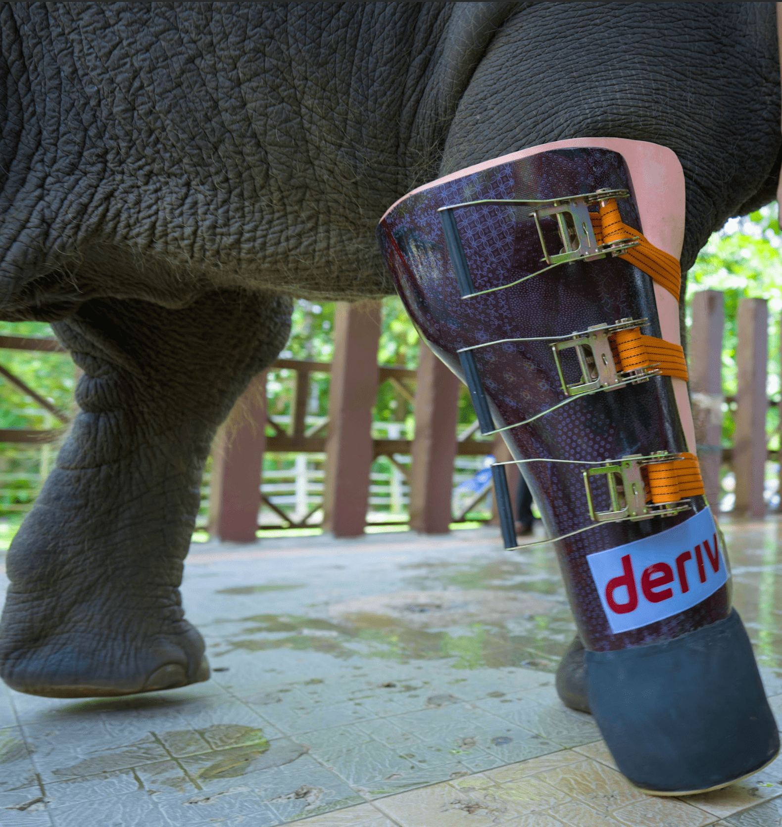 Prosthetic leg of elephant