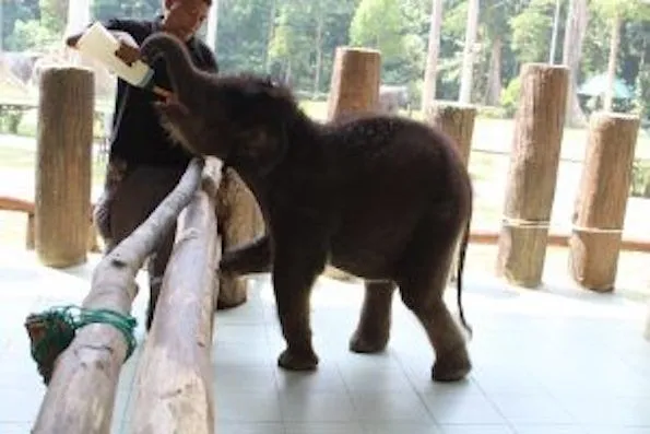 صغيرة فيل في مركز الحفظ