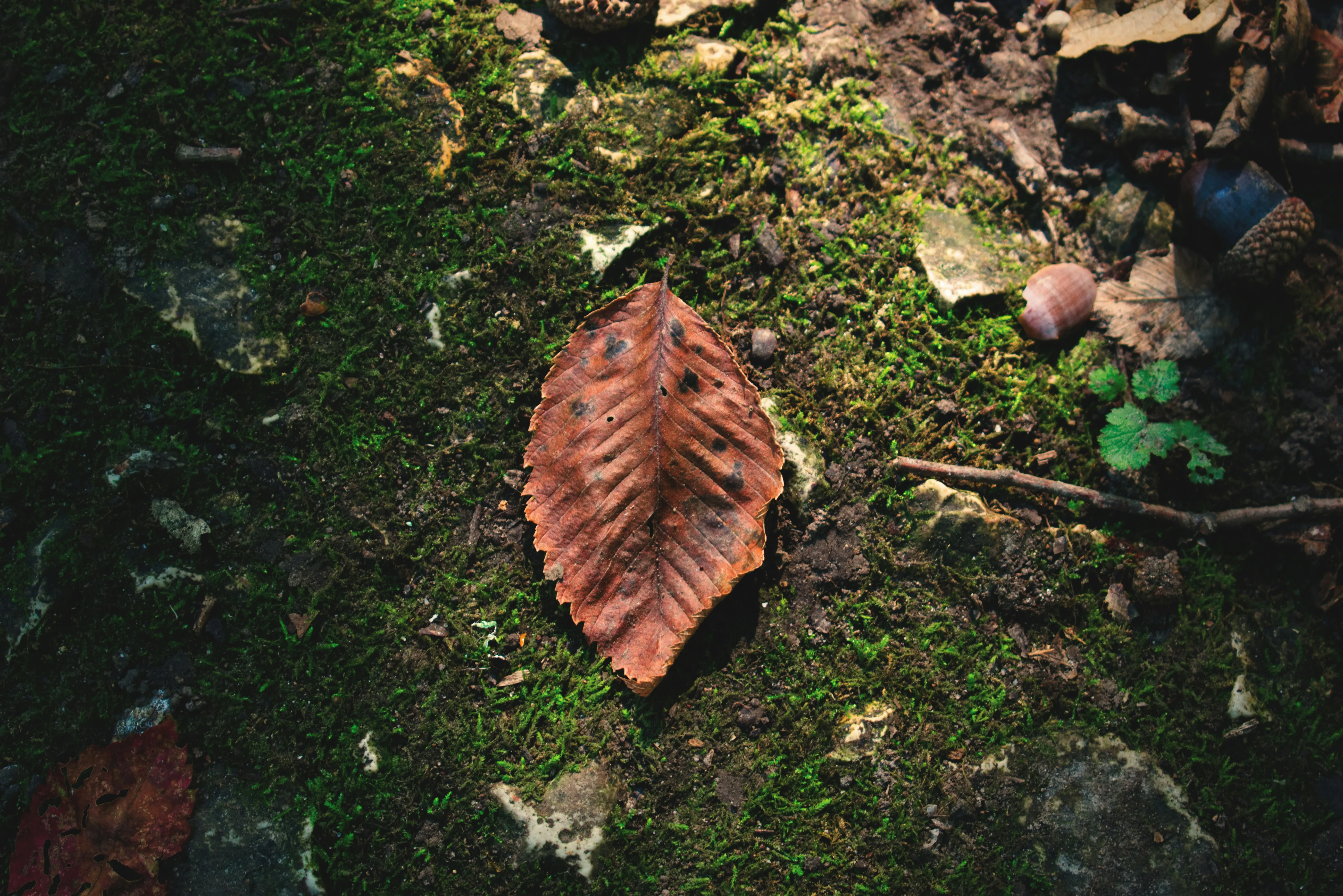 A leaf laying on a moss covered ground.