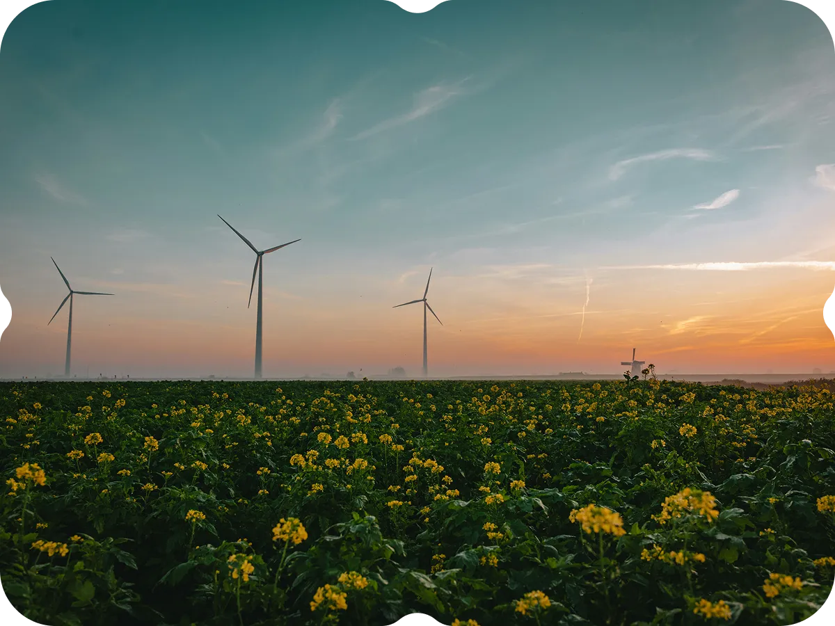 A field full of yellow flowers with windmills in the background.