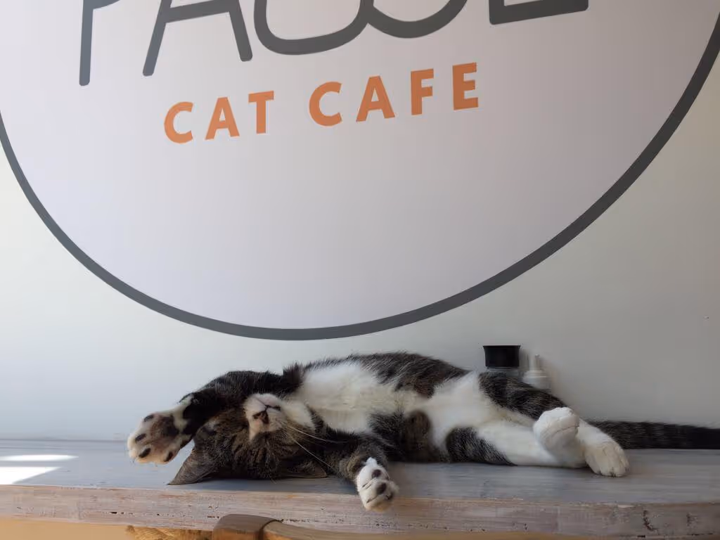 Pause Cat Cafe
