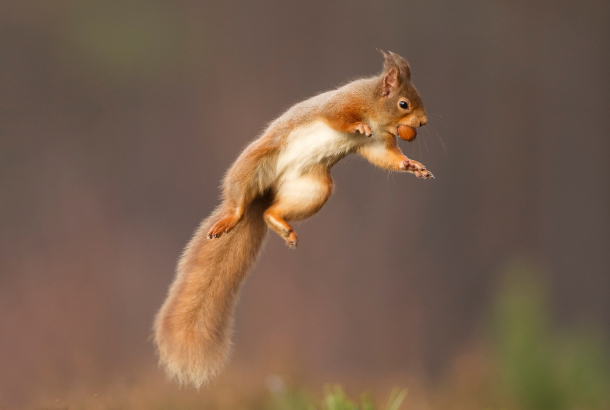 Summer of Play: Squirrel Challenge