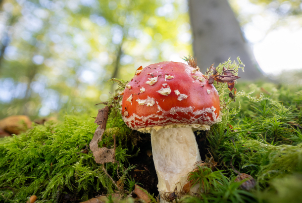 Fabulous Fungi on Brownsea Island