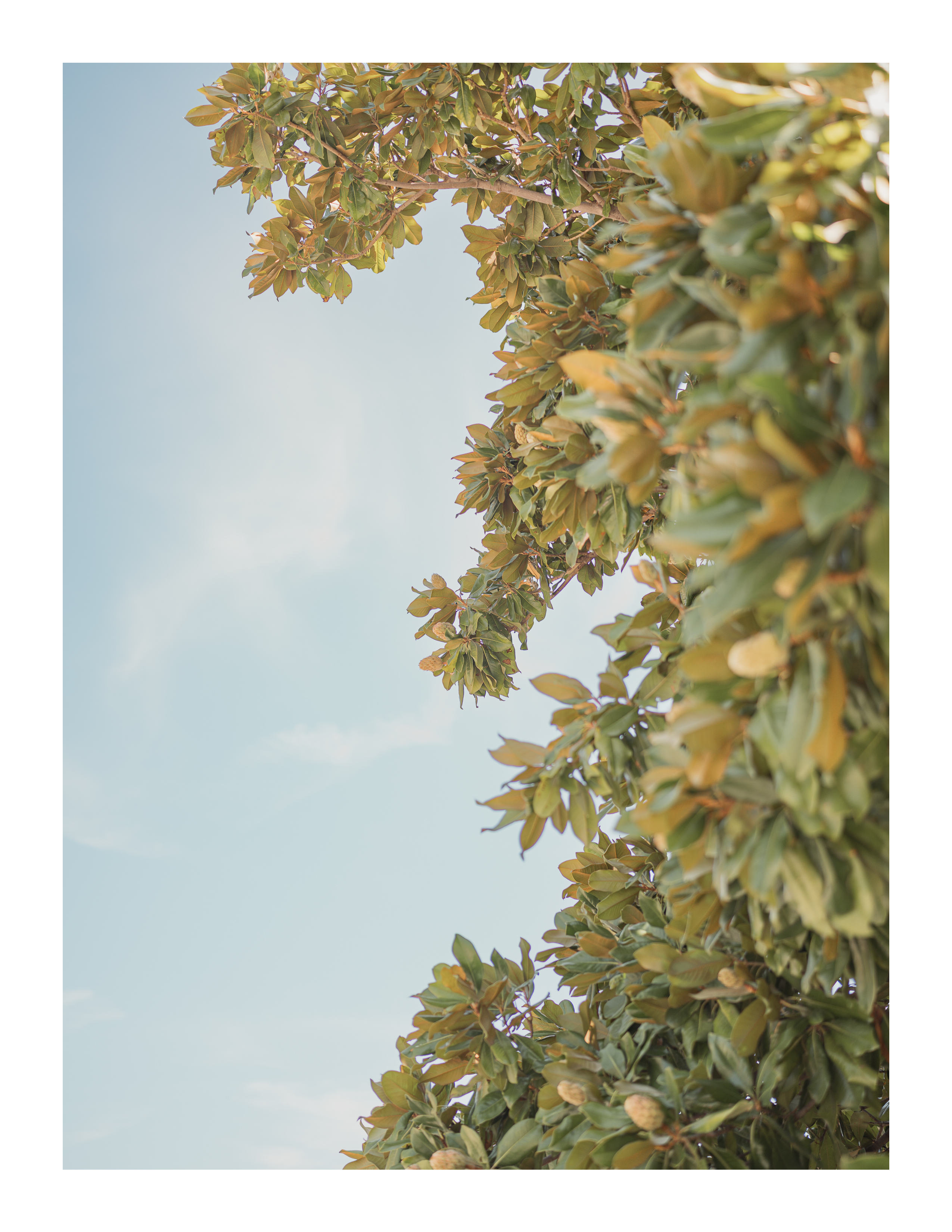 Low-angle view of magnolia tree branches with warm-toned leaves against a soft sky in Fort Worth, Texas