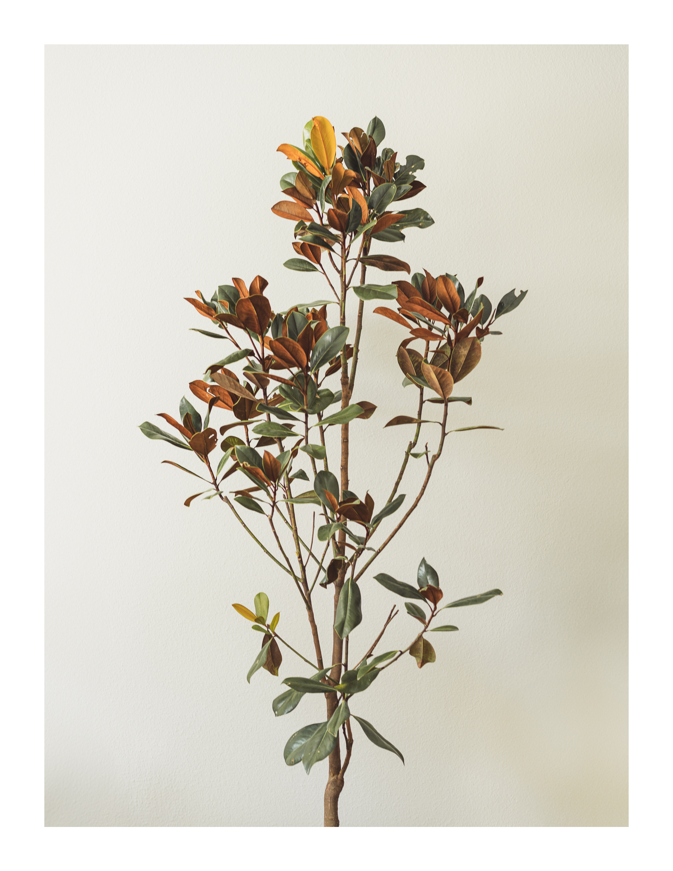 A magnolia plant with green and rust-colored leaves stands against a plain cream wall in soft indoor light.