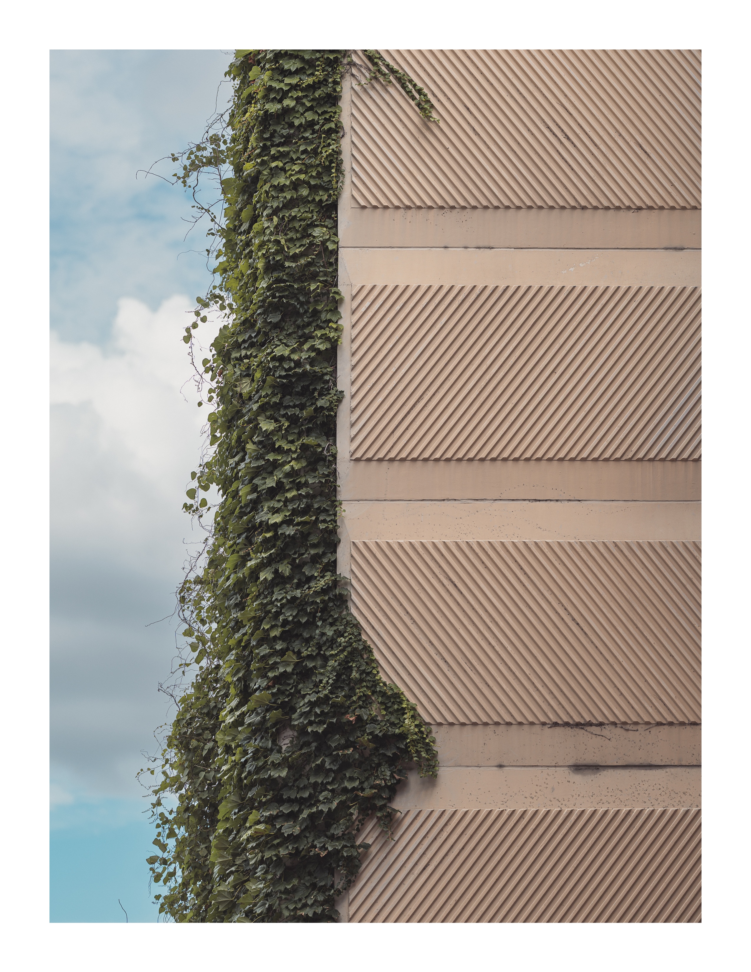 Vines climbing a textured beige building wall beneath a cloudy sky – architectural detail