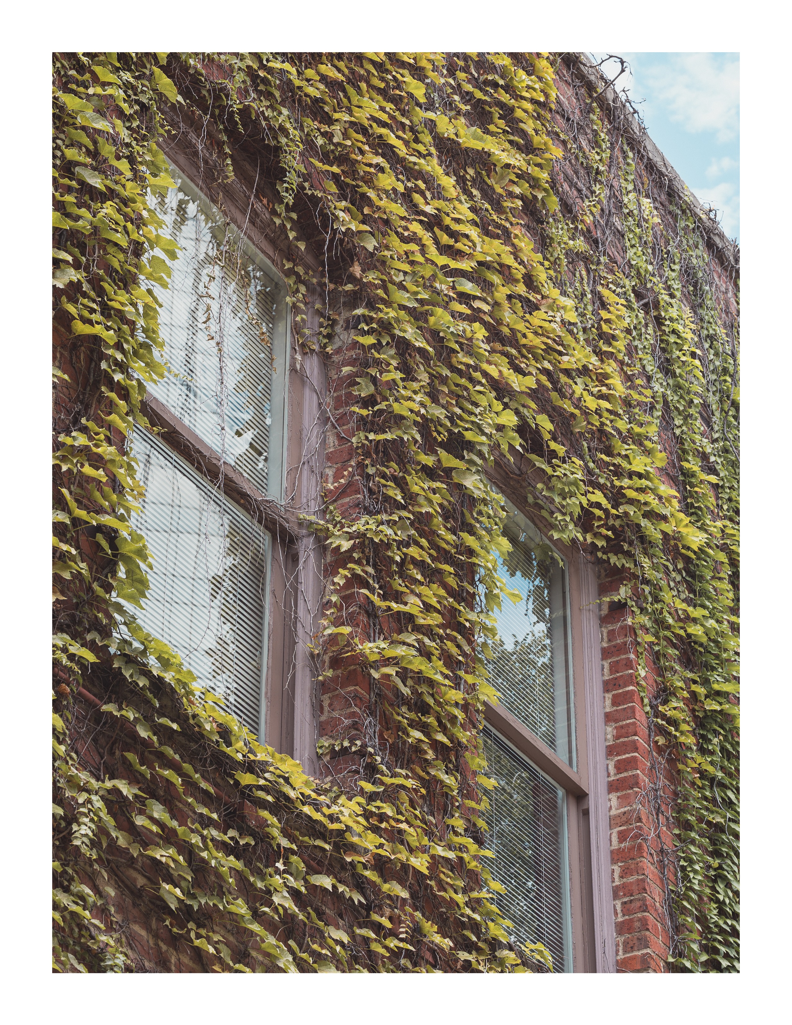 Green ivy growing around windows on red brick building under soft daylight