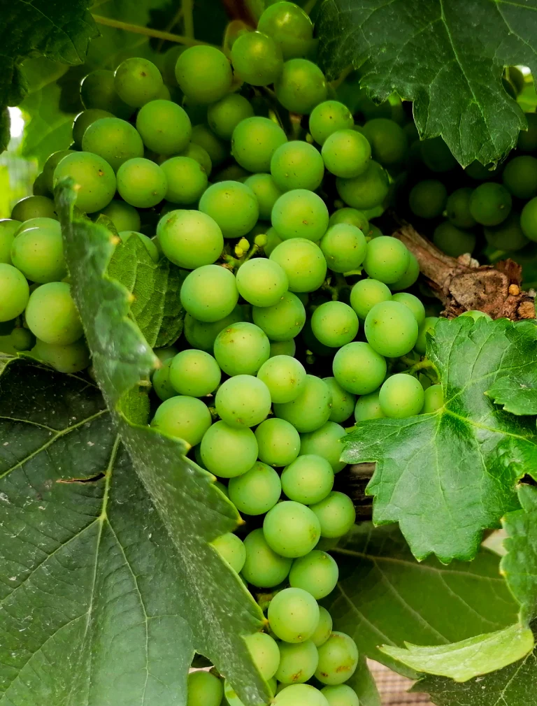 Tequisquiapan y peña de Bernal en un día: magia, vino y quesos