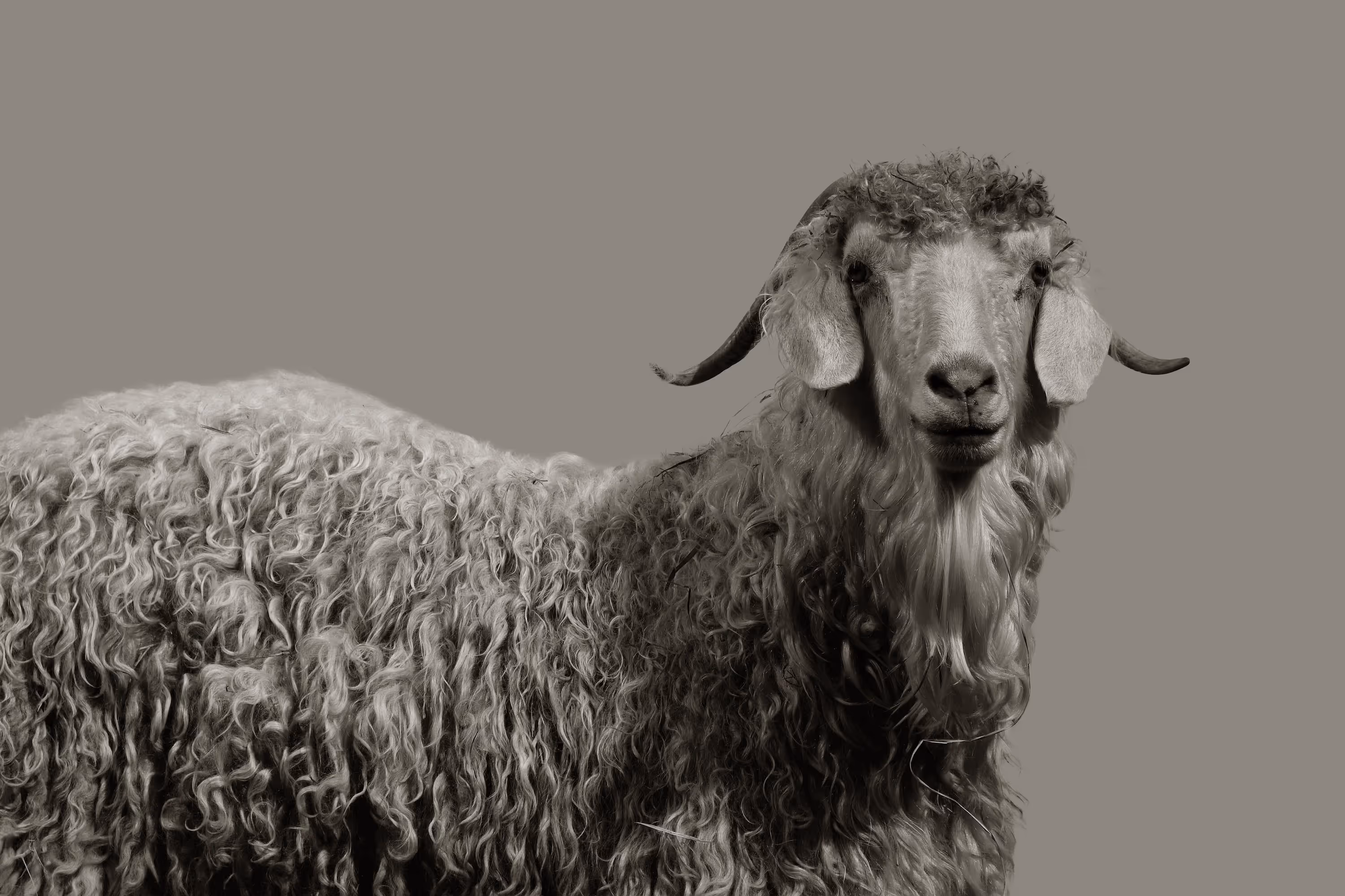 An artful black-and-white portrait of a sheep, emphasizing the natural beauty and softness of wool fibers.