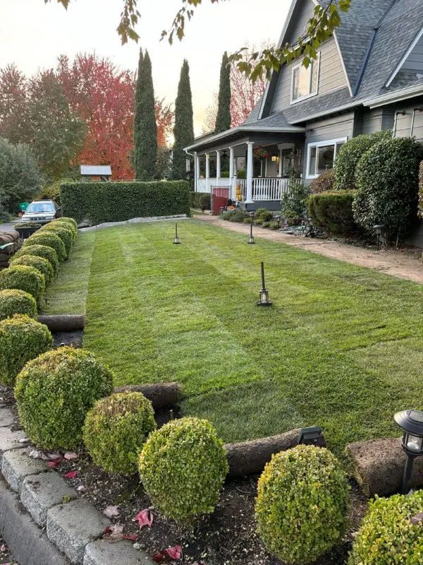 Yard after lawn care