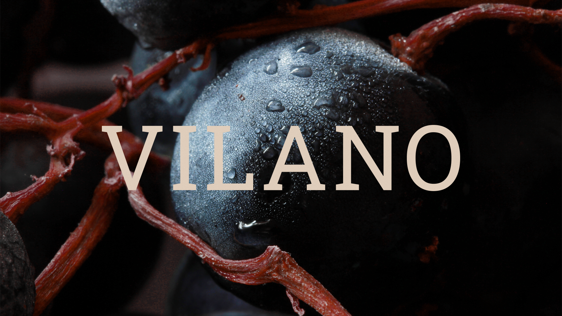The Vilano logo over dark grapes