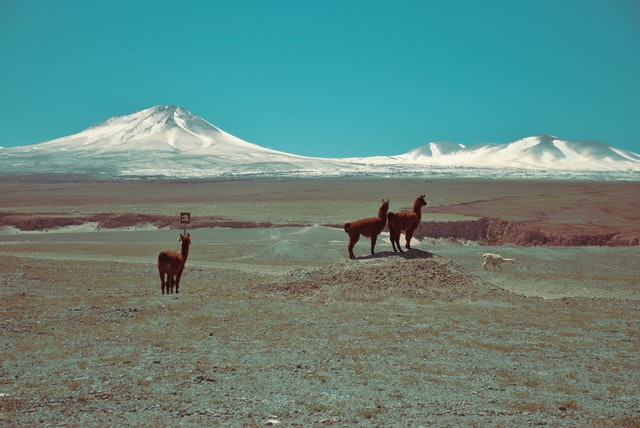 patagonia and south chile
