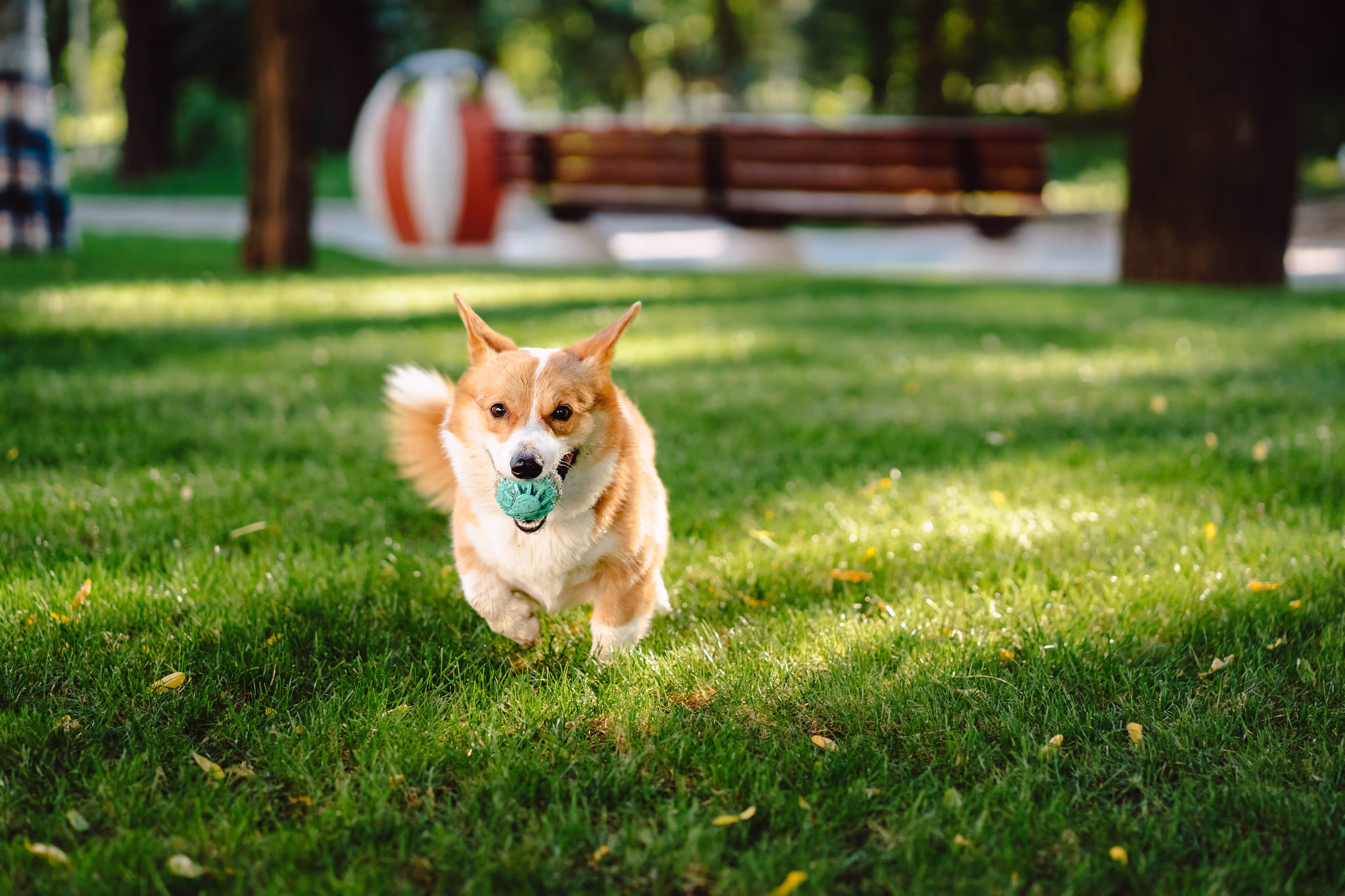 Corgi running with blue ball on grassy park lawn