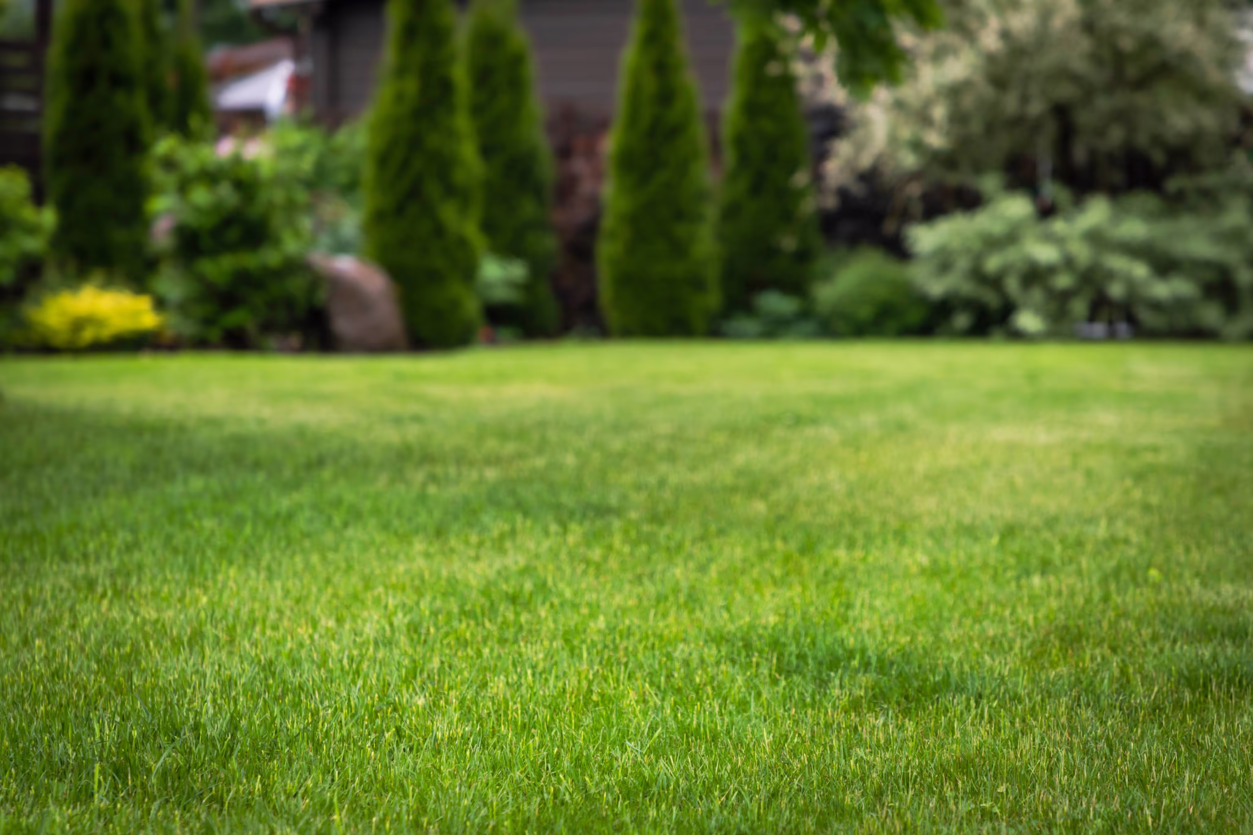 Well-manicured lawn with green grass and cypress trees in background