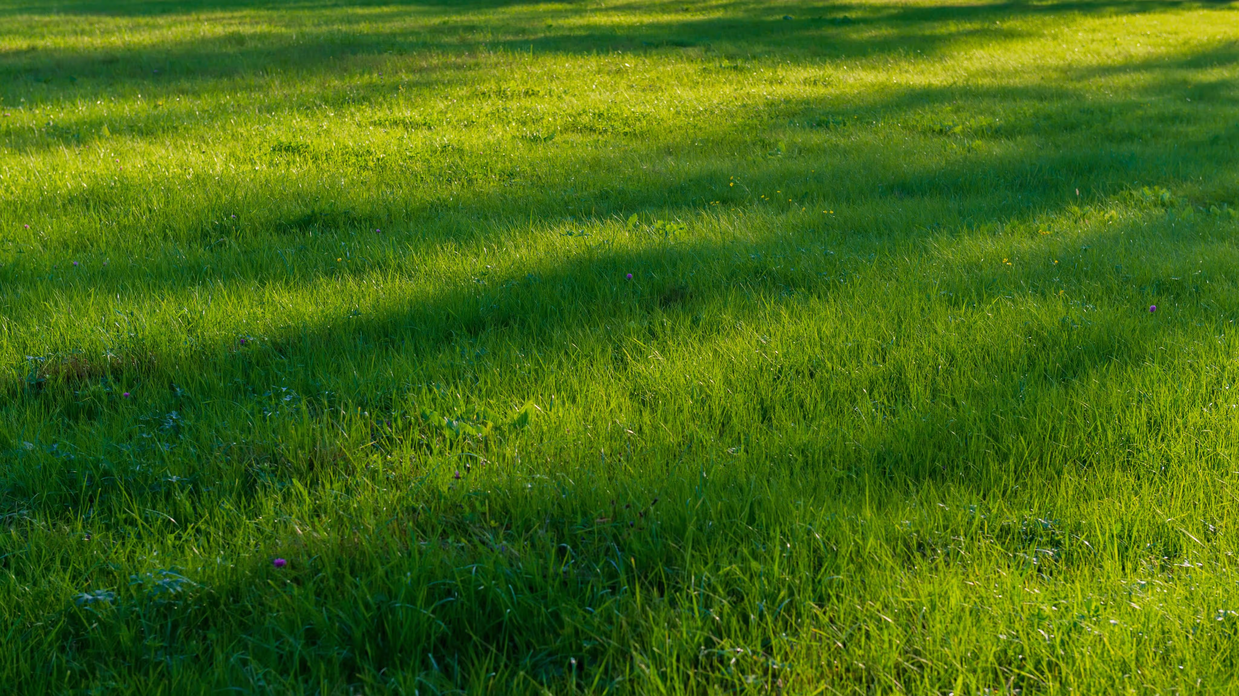 Lush green lawn with soft shadows and small purple wildflowers