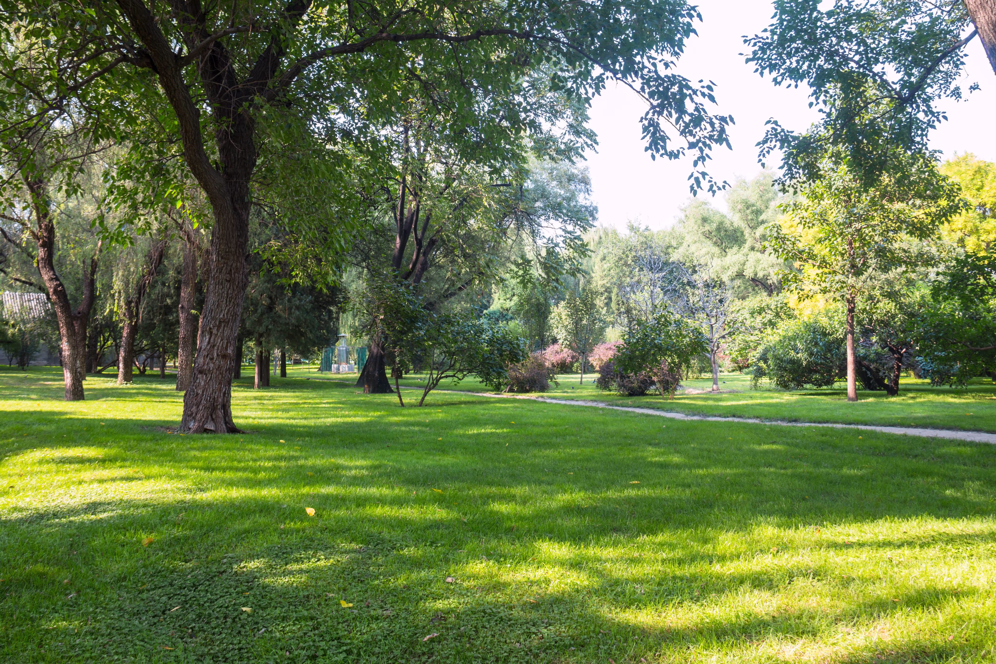 Lush green park with mature trees and a winding walking path