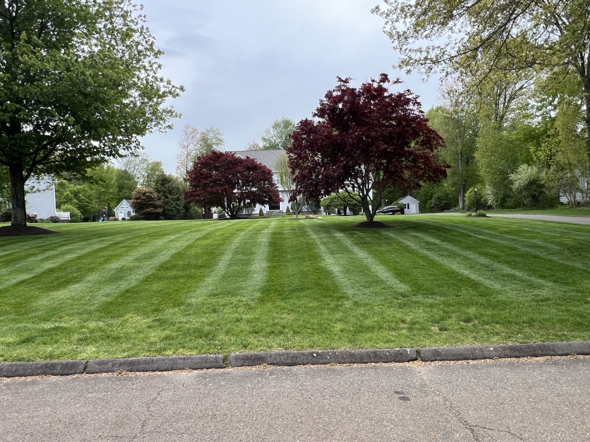 A finished hydroseeded lawn on a Connecticut property