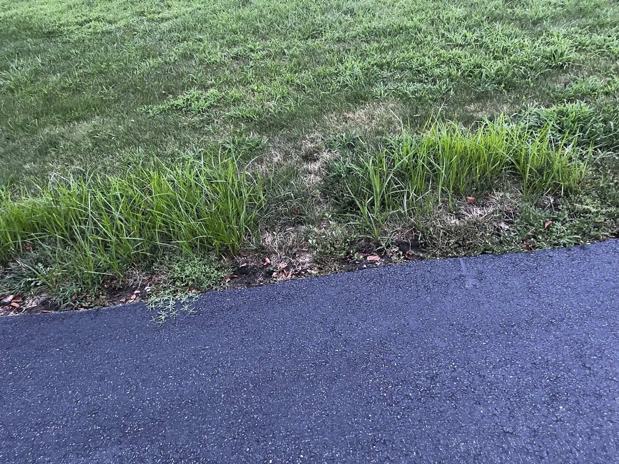 REPLACE - close-up of yellow nutsedge showing its triangular stem and lighter green blades