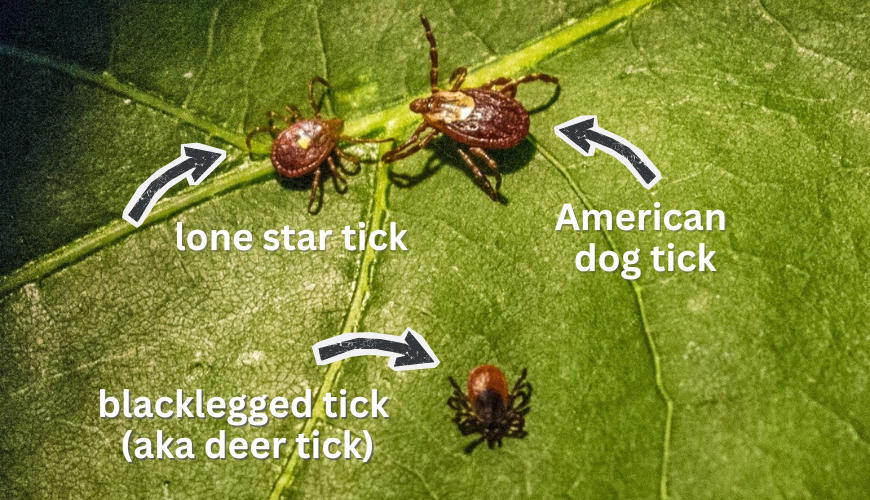 PLACEHOLDER - replace with a real organic tick treatment photo