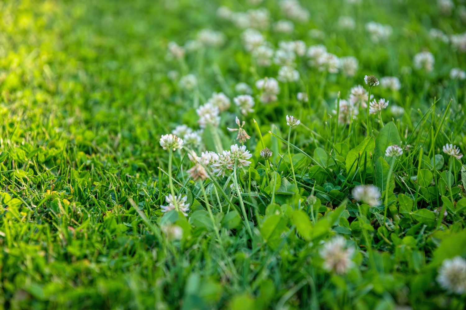 REPLACE - close-up of broadleaf weeds (dandelion, clover, plantain) in a Connecticut lawn