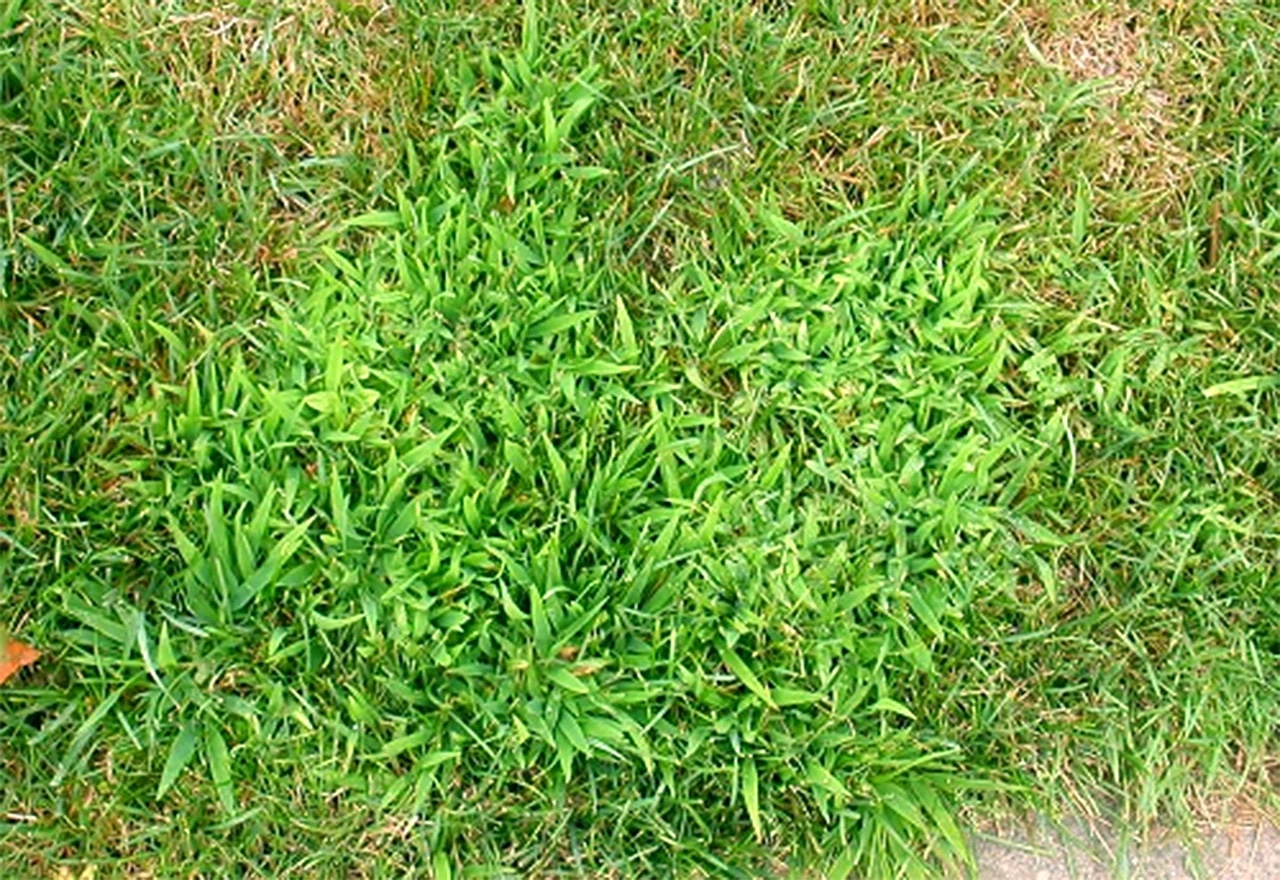 REPLACE - close-up of a crabgrass clump spreading in a Connecticut lawn