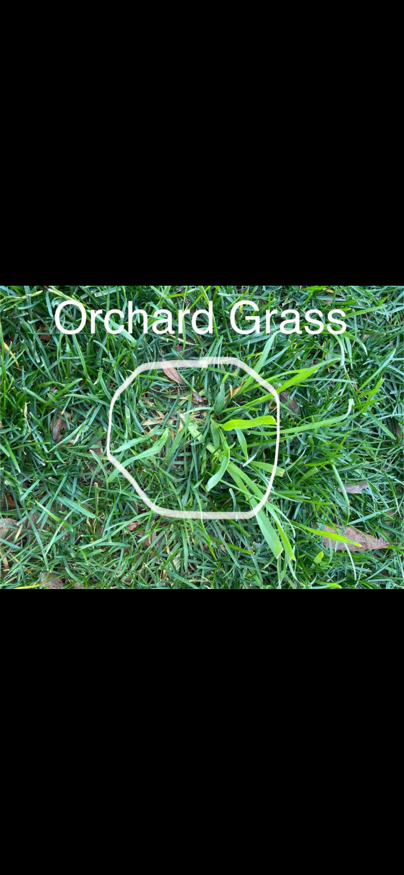 REPLACE - close-up of coarse clumping fescue or poa contaminating a fine-bladed lawn