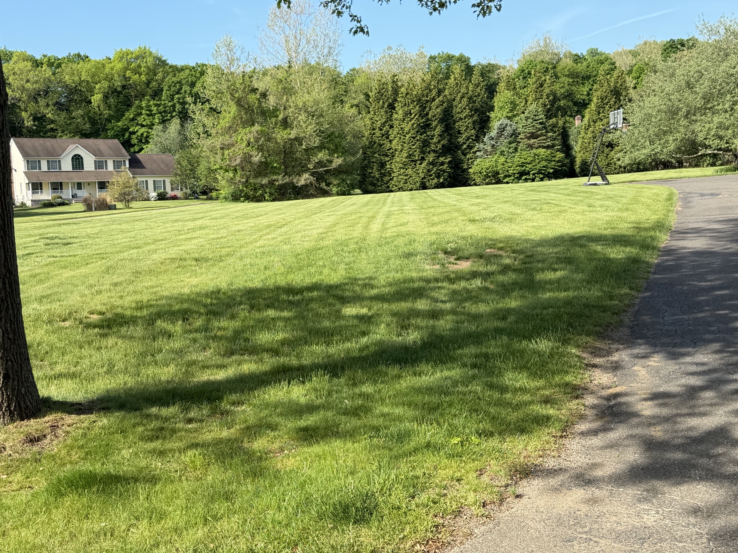 Drop spreader placing turf-type tall fescue seed into fresh aeration openings