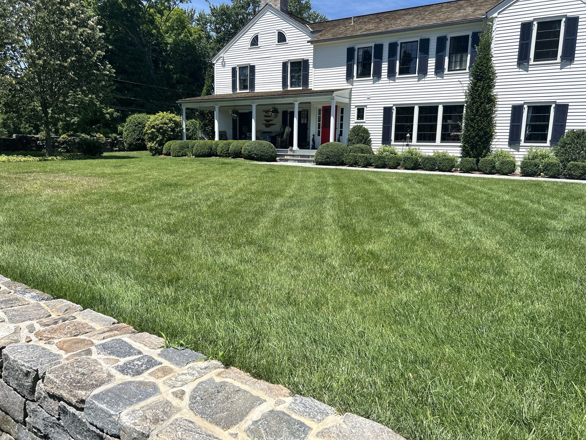 Thick green Connecticut lawn the spring after aeration and overseeding