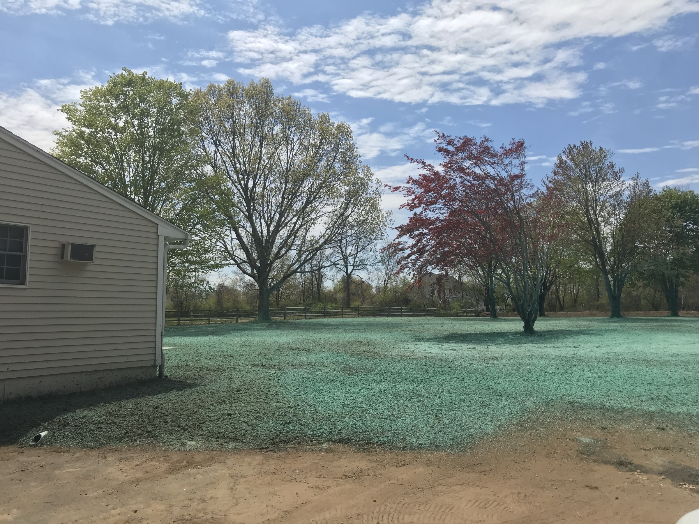 New grass coming up through the green mulch mat after hydroseeding a Connecticut lawn