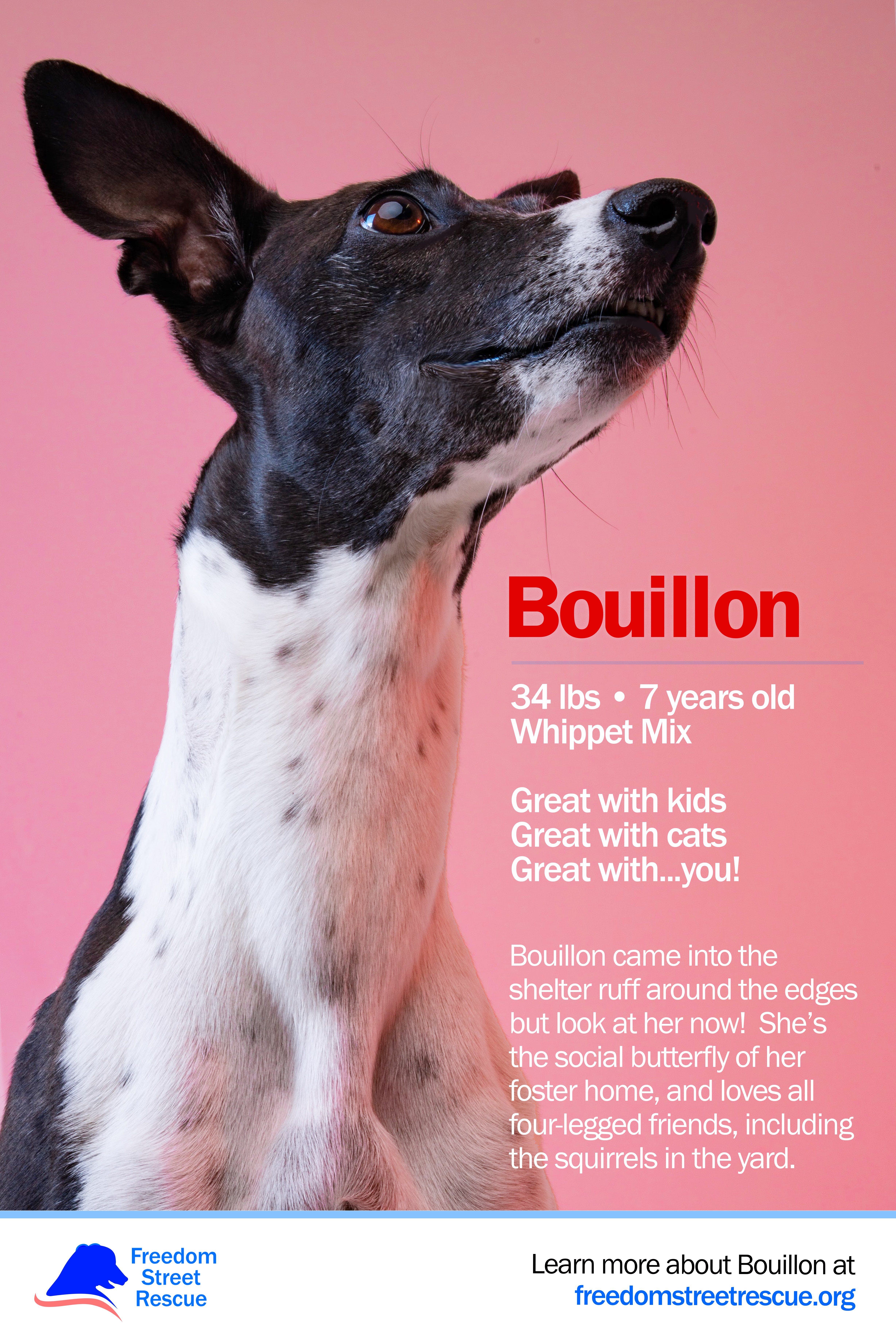 This is a mobile-optimized  adoption/foster advertisement for the dog Bouillon. The image features a pink background and a large image of Bouillon, a black and white Whippet mix with short hair and attentive energy. The ad reads that she is 34 lbs, 7 years old, female, and spayed, along with a bio and information about her temperament.