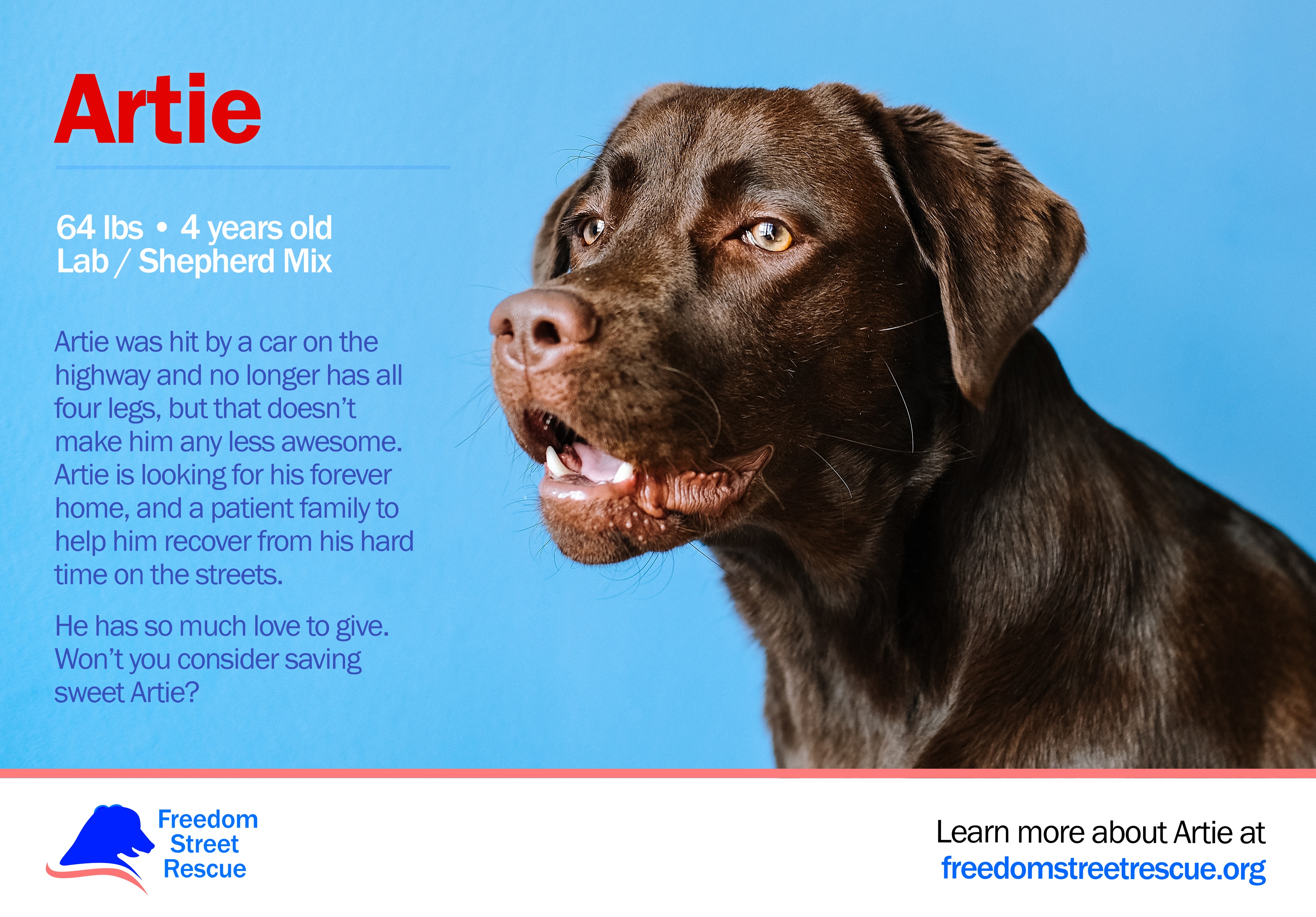 This is a sharable social media banner adoption/foster advertisement for the dog, Artie. The image features a blue background and a large image of Artie, a chocolate Labrador. The ad reads that he is 64 lbs, 4 years old, and a Lab / Shepherd mix, along with a bio and information about his temperament, and the freedom street logo and contact information at the bottom. 