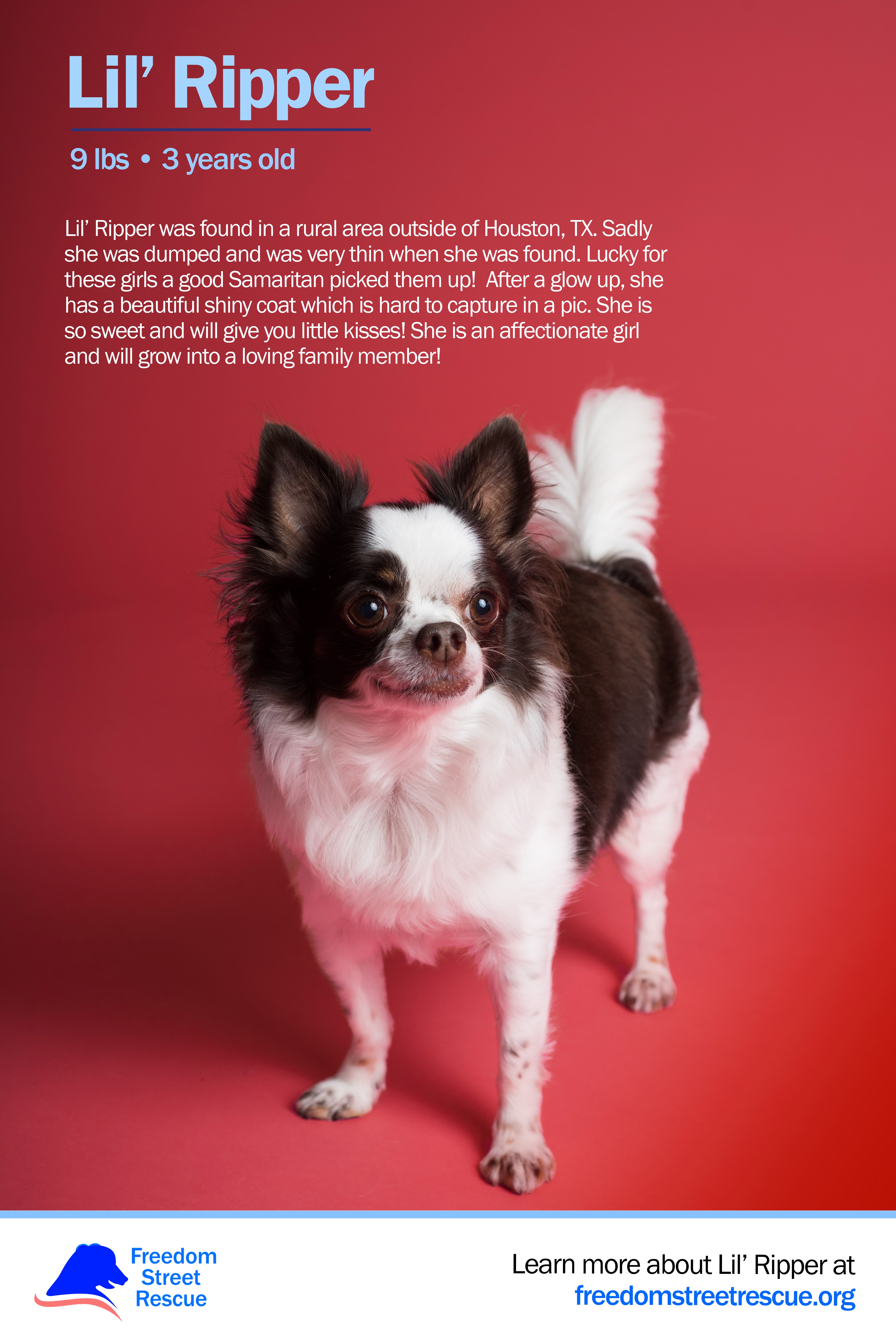 This is a mobile-optimized  adoption/foster advertisement for the dog Lil' Ripper. The image features a red background and a large image of Lil' Ripper, a black and white chihuahua mix with medium length hair and the characteristic ugly/cute chihuahua face. The ad reads that she is 9 lbs, 3 years old, female, and spayed, along with a bio and information about her temperament.