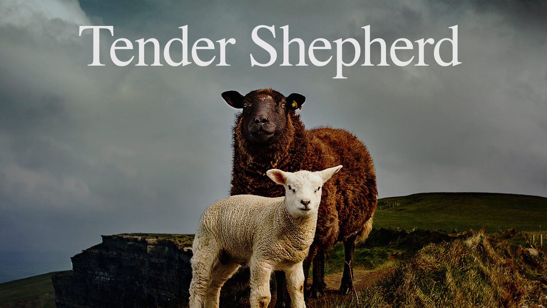 Tender Shepherd