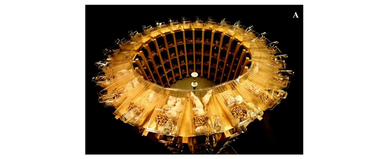 Full view of the Ramazzini Institute 1.8 GHz base station RFR exposure system