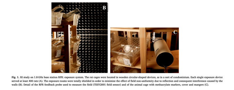Ramazzini Institute exposure apparatus showing circular wooden devices where rats were housed during the study