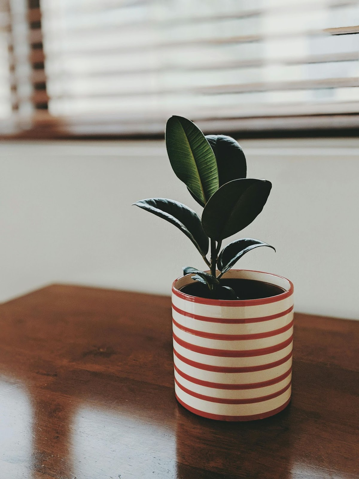 Potted Plant with a Note 