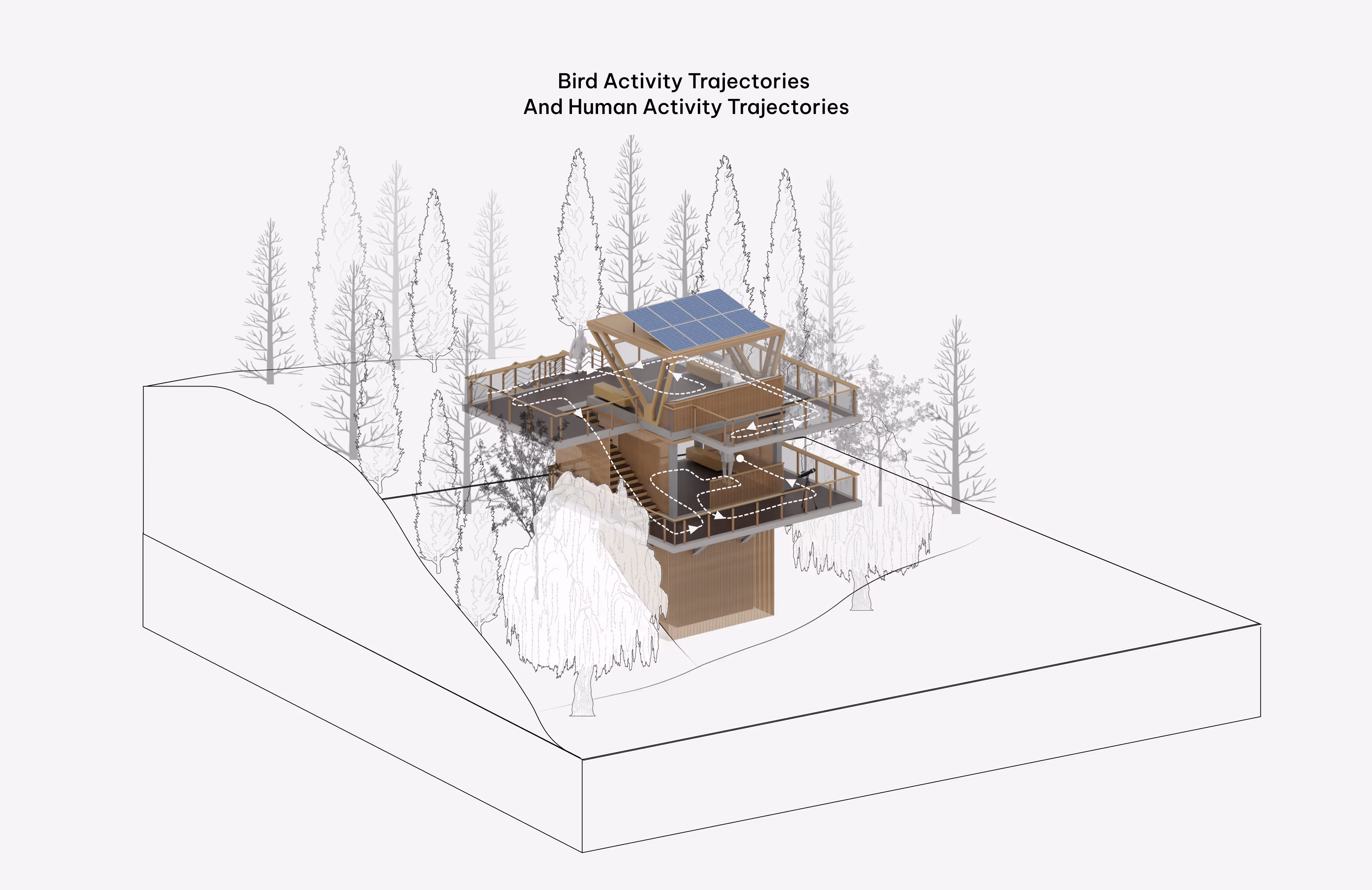 Bird Activity Trajectories 
and Human Activity Trajectories
