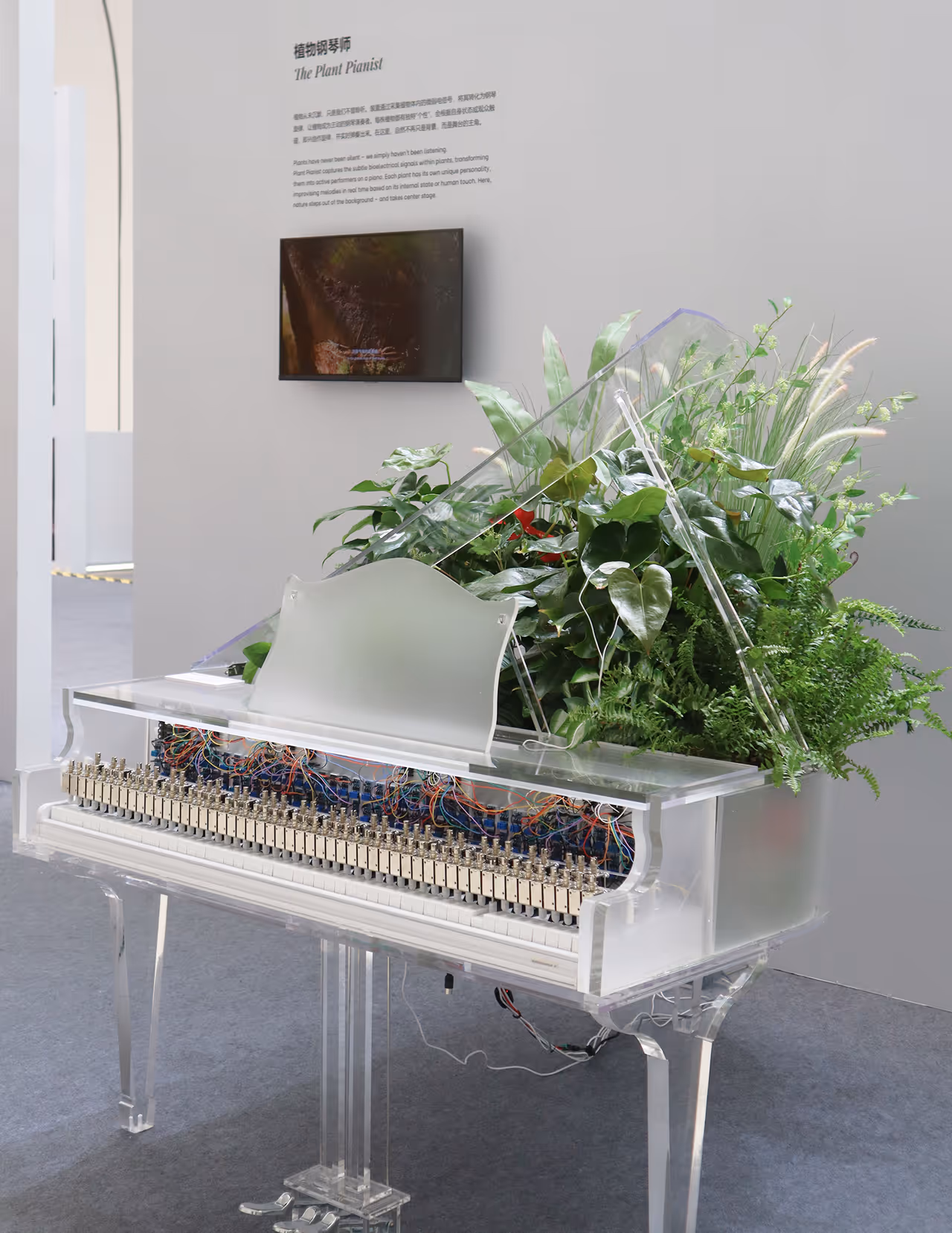 Photograph of the Plant Pianist interactive installation, capturing its physical presence and real-world configuration.