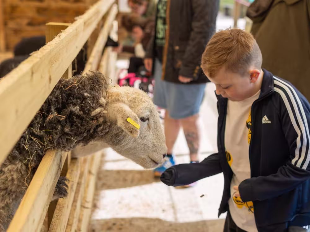 A young boy feeding a sheep through a wooden fence at Calvert Lakes, with other families visible in the background